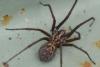 Eratigena sp.